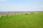 Seeschwalbe - Top-Hundeurlaub