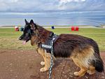 Seeschwalbe - Top-Hundeurlaub