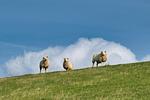 Seeschwalbe - Top-Hundeurlaub