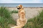 Ostseestern - Top-Hundeurlaub