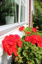 Rotes Sommerhaus in Schweden (Haus 3) - Top-Hundeurlaub