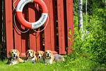 Rotes Sommerhaus in Schweden (Haus 3) - Top-Hundeurlaub