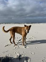 TIDE4 Amrum No. 4 - Tiny Loft für Zwei, 100m zum Meer - Top-Hundeurlaub