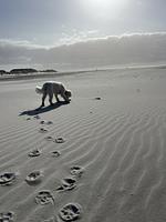 TIDE4 Amrum No. 4 - Tiny Loft für Zwei, 100m zum Meer - Top-Hundeurlaub