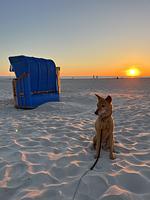 TIDE4 Amrum No. 4 - Tiny Loft für Zwei, 100m zum Meer - Top-Hundeurlaub