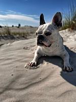 TIDE4 Amrum No. 4 - Tiny Loft für Zwei, 100m zum Meer - Top-Hundeurlaub