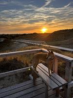 TIDE4 Amrum No. 4 - Tiny Loft für Zwei, 100m zum Meer - Top-Hundeurlaub