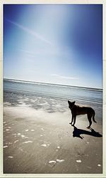 TIDE4 Amrum No. 7 - Apartment mit Kamin 100m zum Meer  - Top-Hundeurlaub