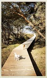 TIDE4 Amrum No. 7 - Apartment mit Kamin 100m zum Meer  - Top-Hundeurlaub