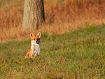 Landschaft - Haus 403 - Top-Hundeurlaub