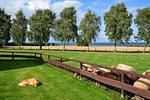 Meerblick (Hohenfelde) - Top-Hundeurlaub