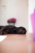 Ferienbutze Ameland - Top-Hundeurlaub