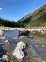 Oskar Apartments Alban, Wohnung mit eingezäunten Garten in den Bergen! - Top-Hundeurlaub