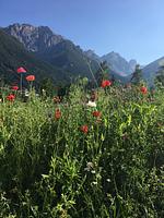 Oskar Apartments Alban, Wohnung mit eingezäunten Garten in den Bergen! - Top-Hundeurlaub