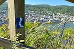 Rheinsteig: Rüdesheim - Koblenz - Top-Hundeurlaub