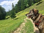 Welterbesteig Wachau  - Top-Hundeurlaub