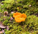 Villa Kunterbunt am See mit Boot, Kanu und Sauna (Haus 14) - Top-Hundeurlaub