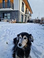 Moderne Ferienwohnung im Riesengebirge - Top-Hundeurlaub