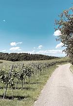 Wohlfühlwohnung mit großem eingezäunten Garten am Pfälzerwald - Top-Hundeurlaub