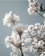 Wohlfühlwohnung mit großem eingezäunten Garten am Pfälzerwald - Top-Hundeurlaub