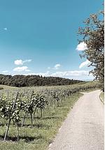 Wohlfühlwohnung mit großem eingezäunten Garten am Pfälzerwald - Top-Hundeurlaub