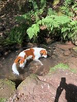 Wohlfühlwohnung mit großem eingezäunten Garten am Pfälzerwald - Top-Hundeurlaub