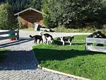 Blickner Alm - Top-Hundeurlaub