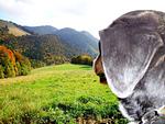 Blickner Alm - Top-Hundeurlaub