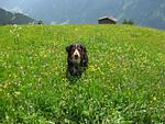 Hotel Fliana - Top-Hundeurlaub