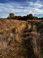 Baumhaus Lübeck im Ostsee Baumhaushotel Schleswig-Holstein - Top-Hundeurlaub