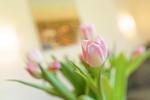 Dekoration - Ferienhaus Otter - Top-Hundeurlaub