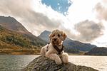RELAX- UND VITALHOTEL ADLER - Top-Hundeurlaub