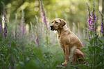 Feriendomizil Tannenhof - Top-Hundeurlaub