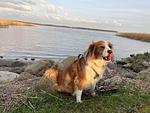 Tobi - Top-Hundeurlaub