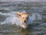 Tobi - Top-Hundeurlaub