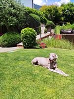 Ferienwohnung Prior - Top-Hundeurlaub