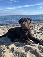 Eingezäunte traumhafte EG Wohnung direkt am Wasser mit Hund - Top-Hundeurlaub