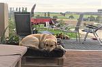 Wellness-Ferienhaus mit Privat-Spa - Top-Hundeurlaub