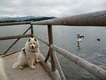Urlaub mit Hund im Allgäu/Ostallgäu/ Bayern im Ferienhaus in Lechbruck am See - Top-Hundeurlaub