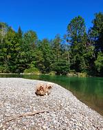 Großzügige Familienwohnung Ferientraum - Top-Hundeurlaub