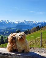 Großzügige Familienwohnung Ferientraum - Top-Hundeurlaub