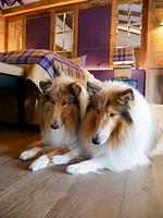 Alpin Resort Sacher - Top-Hundeurlaub