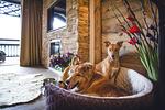 Alpin Resort Sacher - Top-Hundeurlaub