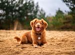 Barrierefreies Ferienhaus im EuroParcs De Zanding - Top-Hundeurlaub