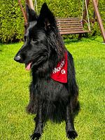 Nadmorski Zakątek -POGORZELICA - Top-Hundeurlaub