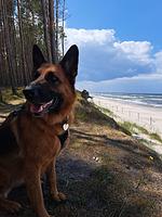 Nadmorski Zakątek -POGORZELICA - Top-Hundeurlaub