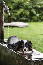 Urlaub mit Hund im Wanderhotel Vinschgerhof - Top-Hundeurlaub