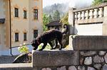 Naturhotel Schloss Kassegg - Top-Hundeurlaub