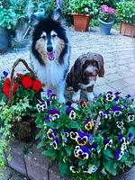 Amys Wohlfühlvilla - Top-Hundeurlaub