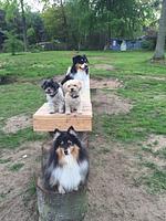 Amys Wohlfühlvilla - Top-Hundeurlaub